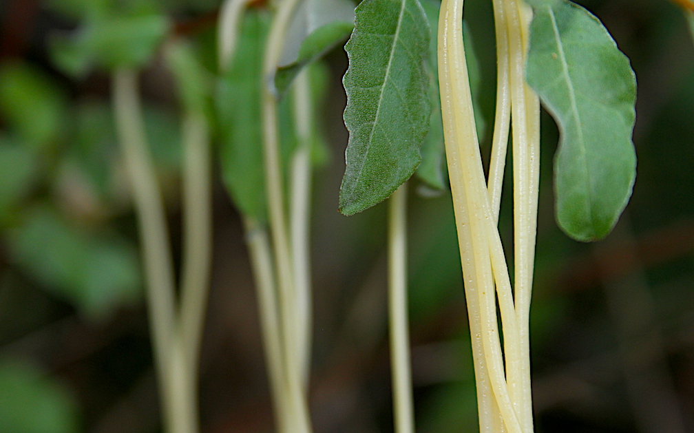 Spaghetti Farming Hoax Ranks as Prank for the Ages Ag